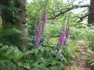 Foxgloves on Harmer Hill